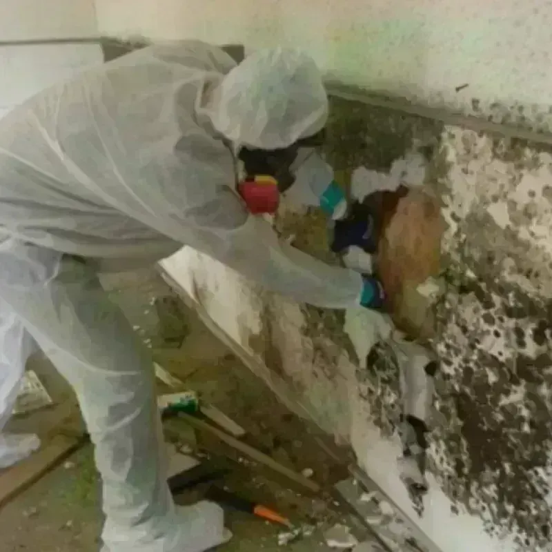 Mold Remediation and Removal in Perry, NY